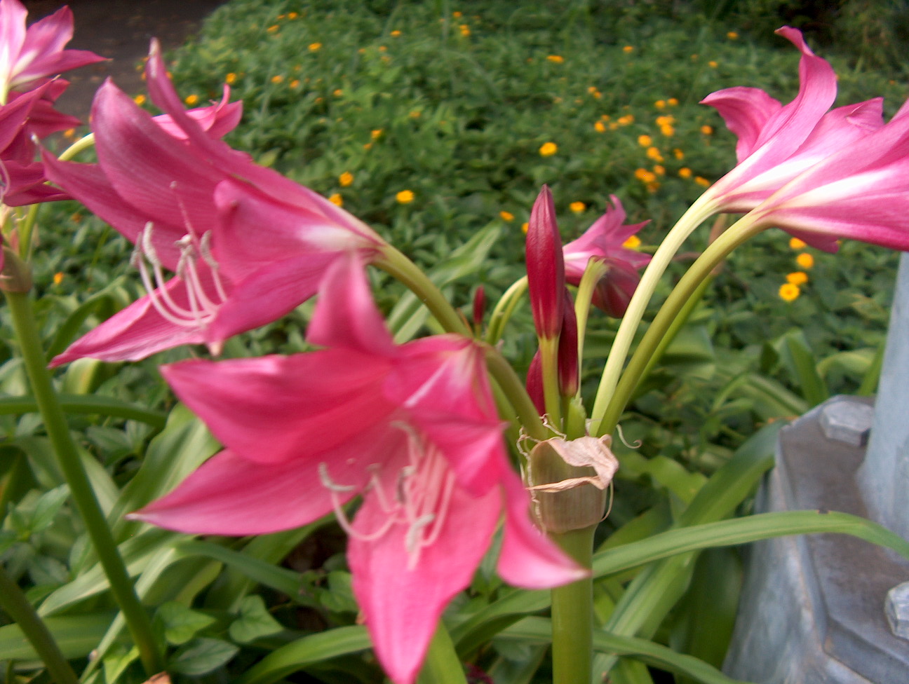 Online Plant Guide Crinum 'Ellen Bosanquet' / Ellen Bosanquet Crinum